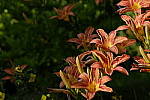 Click to see Y-DSF2482-Astia.JPG