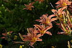 Click to see Y-DSF2484-Pro-Neg-Hi.JPG