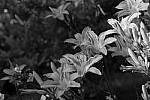 Click to see Y-DSF2488-Black-and-White-Red.JPG