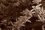 Click to see Y-DSF2490-Sepia.JPG