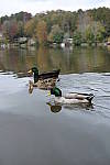Click to see Y-E-35MM-0500.JPG