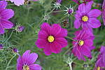 Click to see Y_DSF1393.JPG