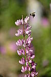Click to see Y_DSF1402.JPG