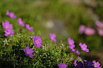 Click to see Y_DSF1412.JPG