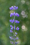 Click to see Y_DSF1435.JPG