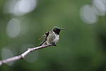 Click to see Y_DSF1579.JPG