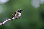 Click to see Y_DSF1579edit.JPG