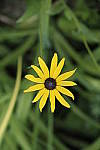 Click to see Y_DSF1658.JPG