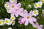 Click to see Y_DSF1870.JPG