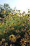 Click to see Y_DSF2244_Single-Exposure.JPG