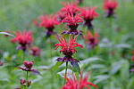 Click to see Y_DSF2261.JPG
