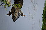 Click to see Y_DSF2282.JPG