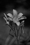 Click to see Y_DSF2341.JPG