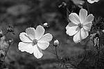 Click to see Y_DSF2345.JPG