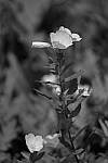 Click to see Y_DSF2348.JPG