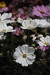 Click to see Y_DSF2358.JPG