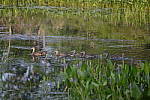 Click to see Y_DSF2365.JPG