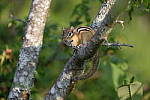 Click to see Y_DSF2375.JPG