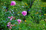 Click to see Y_DSF2385_Pop.JPG