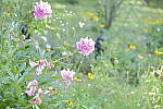 Click to see Y_DSF2386_Hi-Key.JPG