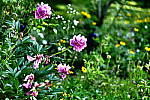 Click to see Y_DSF2388_Dynamic.JPG
