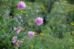 Click to see Y_DSF2389_Soft.JPG