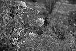 Click to see Y_DSF2391_Partial-Color_Orange.JPG