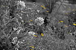 Click to see Y_DSF2392_Partial-Color_Yellow.JPG