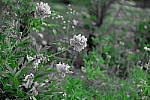 Click to see Y_DSF2393_Partial-Color_Green.JPG