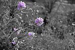 Click to see Y_DSF2395_Partial-Color_Purple.JPG