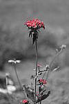 Click to see Y_DSF2396_Partial-Color_Red.JPG