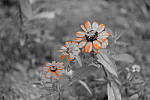 Click to see Y_DSF2397_Partial-Color_Orange.JPG