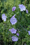 Click to see Y_DSF2398.JPG