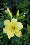 Click to see Y_DSF2404.JPG