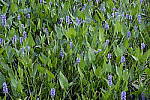Click to see Y_DSF2434_ISO-200.JPG