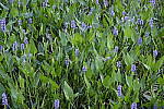 Click to see Y_DSF2437_ISO-1600.JPG