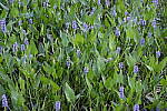Click to see Y_DSF2441_ISO-12800.JPG