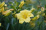 Click to see Y_DSF2450.JPG