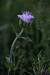 Click to see Y_DSF2453.JPG