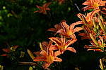 Click to see Y_DSF2481_Velvia.JPG