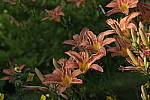 Click to see Y_DSF2485_Pro_Neg_Standard.JPG