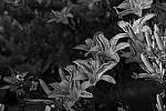 Click to see Y_DSF2486_Black_and_white.JPG