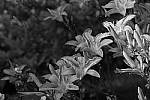 Click to see Y_DSF2487_Black_and_White_Yellow.JPG