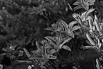 Click to see Y_DSF2489_Black_and_White_Green.JPG