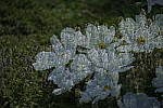 Click to see Y_DSF2492.JPG