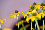 Click to see Y_DSF2517.JPG