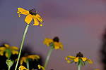 Click to see Y_DSF2521.JPG
