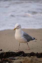 Canon G3X image quality