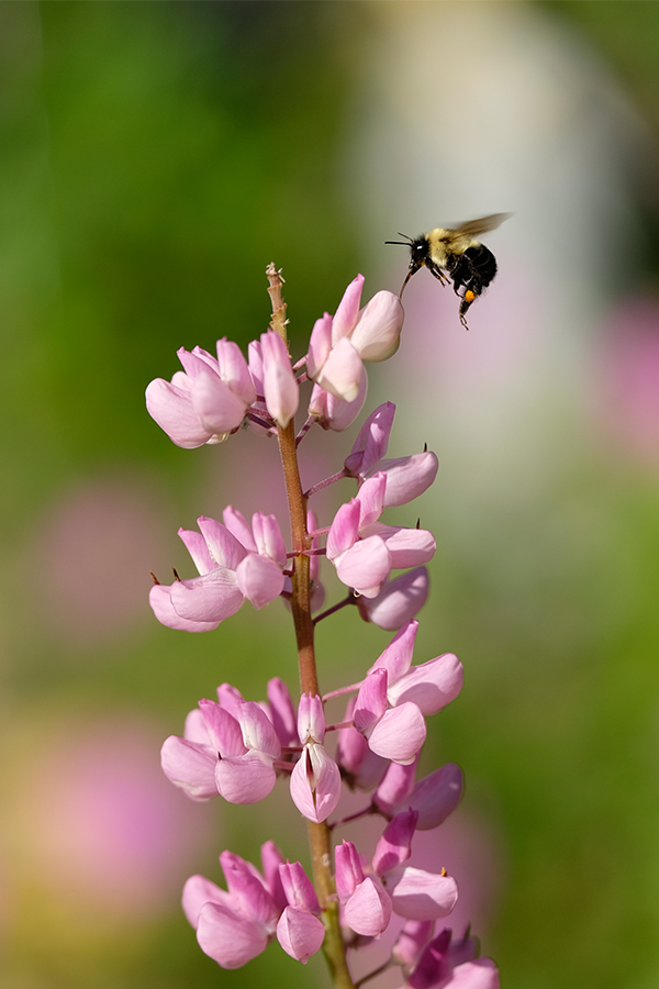Fujifilm X-T10 Field Test -- Gallery Image