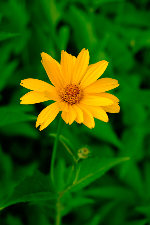 Fujifilm X-T10 Field Test -- Gallery Image